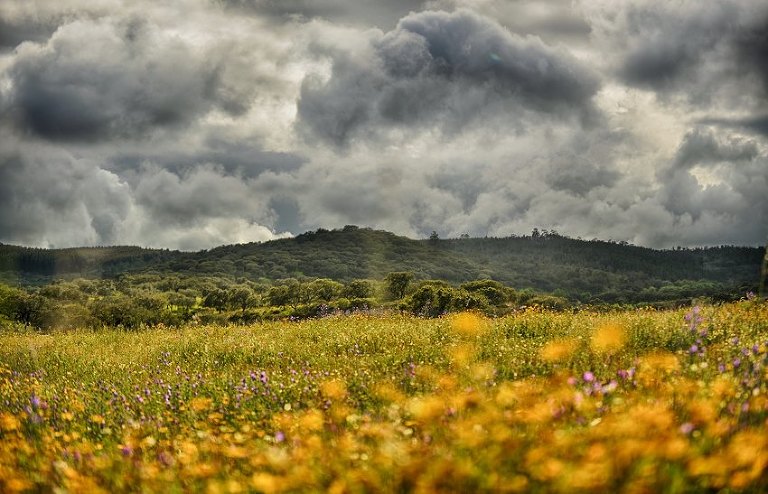 01 fotos lindas de noivado em Évora no Alentejo em Campo de Primavera com flores por Foto de Sonho